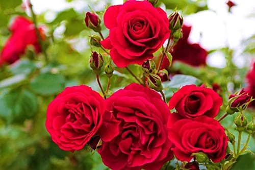 Azalea Gardens Exotic Black Rose 20 Seeds/Pack + Instruction Manual