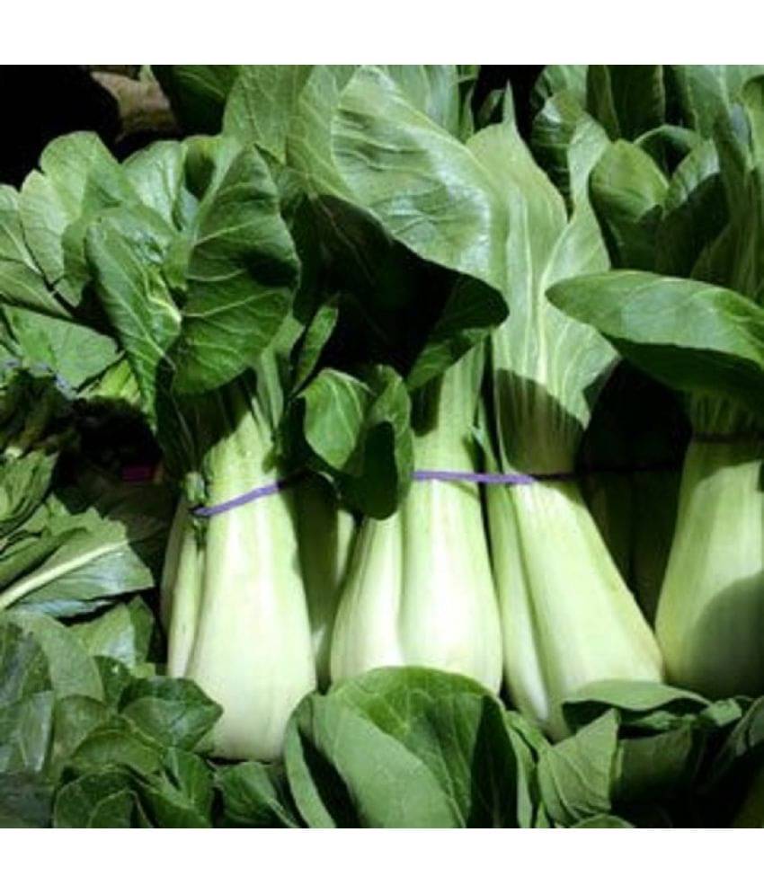 Jignisha Seeds Cabbage Vegetable ( 100 Seeds ) Jignisha Seeds Cabbage Vegetable ( 100 Seeds )