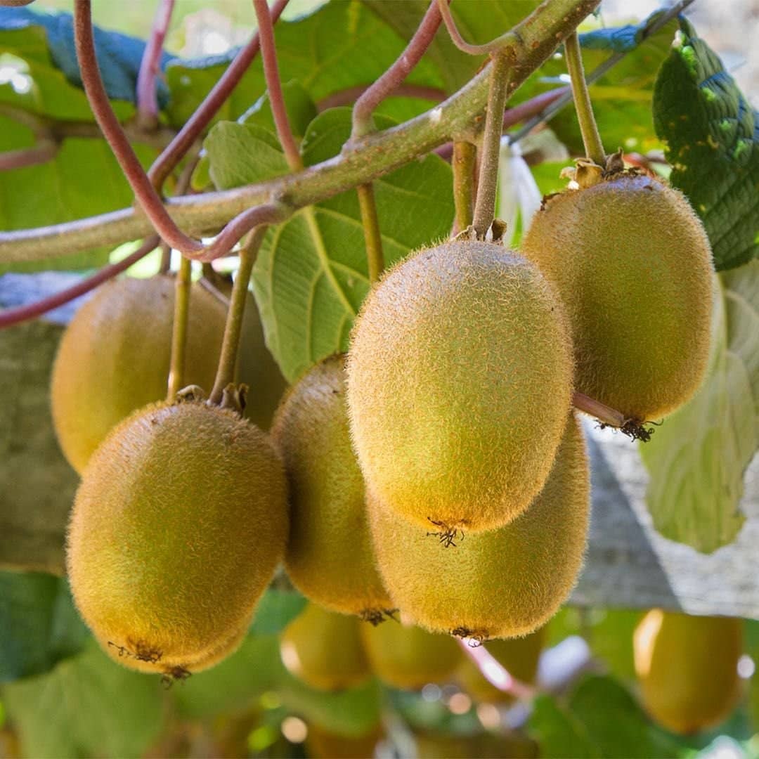 zello Kiwi Fruit ( 20 Seeds )