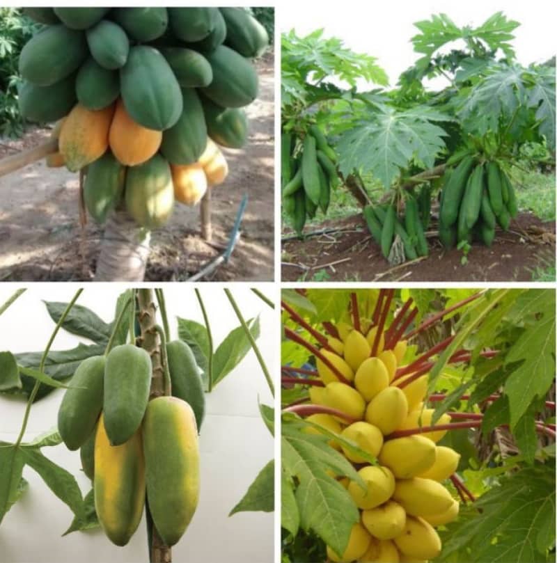 zello Papaya Fruit ( 50 Seeds )