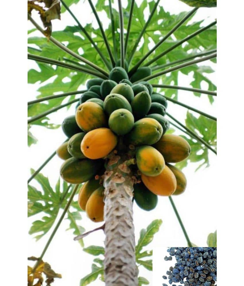 zello - Papaya Fruit ( 50 Seeds )