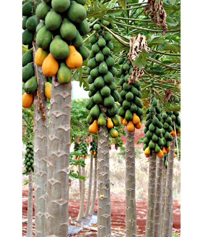zello - Papaya Fruit ( 50 Seeds )