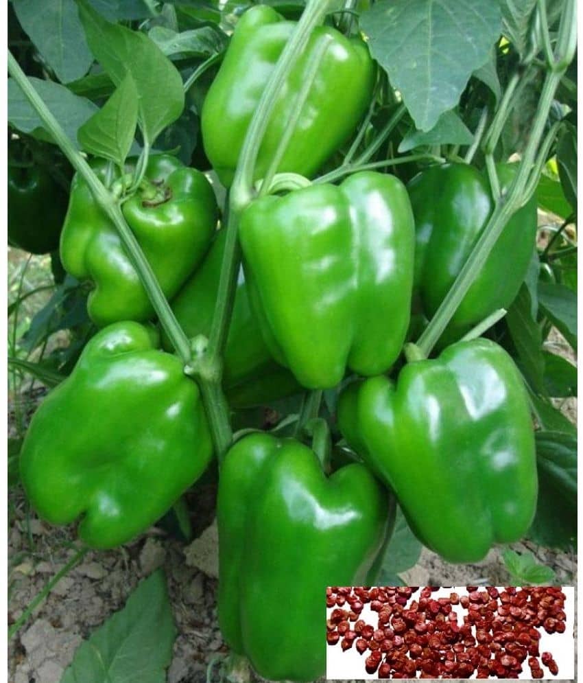 HN organic seed Green Capsicum Vegetable ( 50 Seeds )