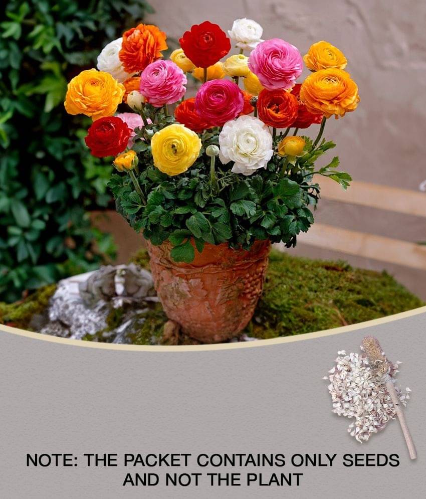     			Ranunculus asiaticus Flower Seeds - 40 seeds