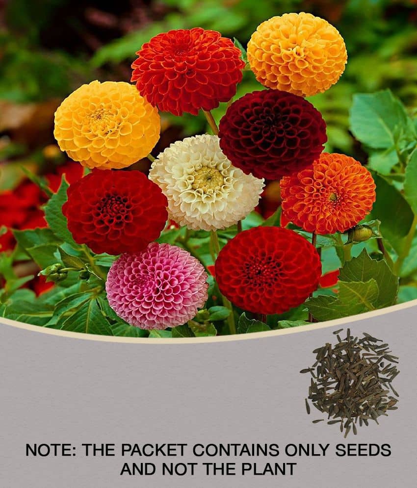 homeagro - Dahlia Mixed Flower ( 25 Seeds )