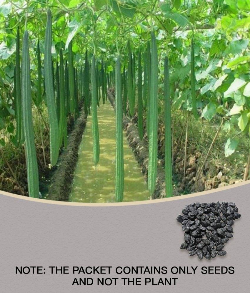 Ridge Gourd torai dhardar 20 seeds high germination seeds with instruction manual Ridge Gourd torai dhardar 20 seeds high germination seeds with instruction manual
