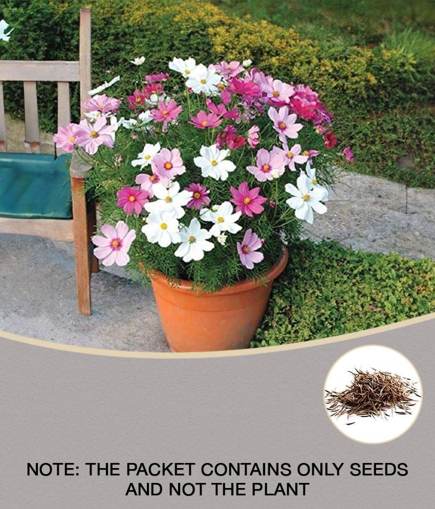     			Cosmos Mix Flower 20 Seeds Per Packet