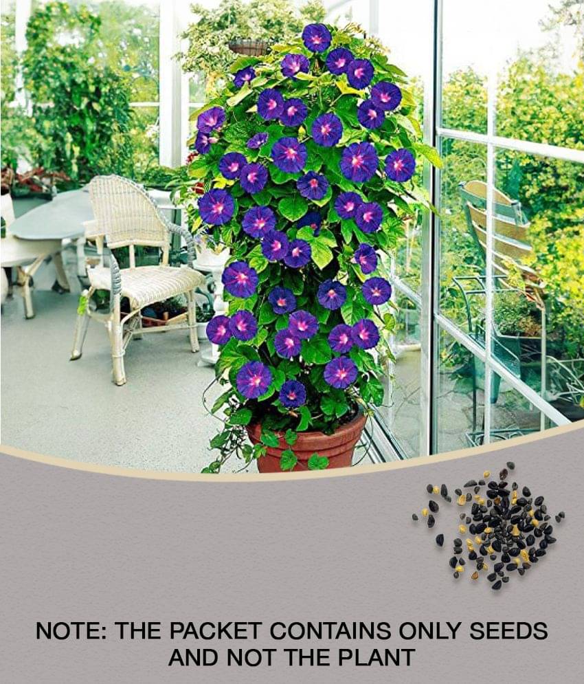 Ipomeas Flower Seeds with Free cocopat peat Soil ( 15 seeds) Ipomeas Flower Seeds with Free cocopat peat Soil ( 15 seeds)