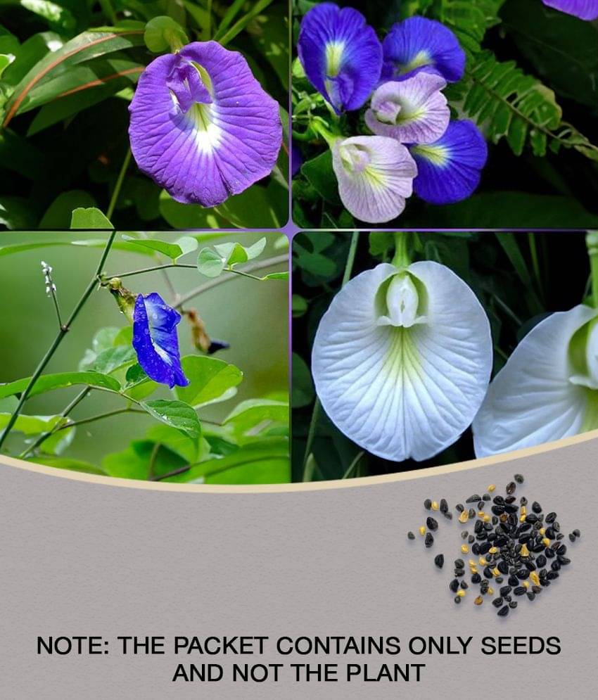 SHOP 360 GARDEN SHANKHPUSHPI / APARAJITHA / SANGU POO / CLITORIA TERNATEA / BUTTERFLY PEA MIXED FLOWER SEEDS - PACK OF 15 SEEDS SHOP 360 GARDEN SHANKHPUSHPI / APARAJITHA / SANGU POO / CLITORIA TERNATEA / BUTTERFLY PEA MIXED FLOWER SEEDS - PACK OF 15 SEEDS