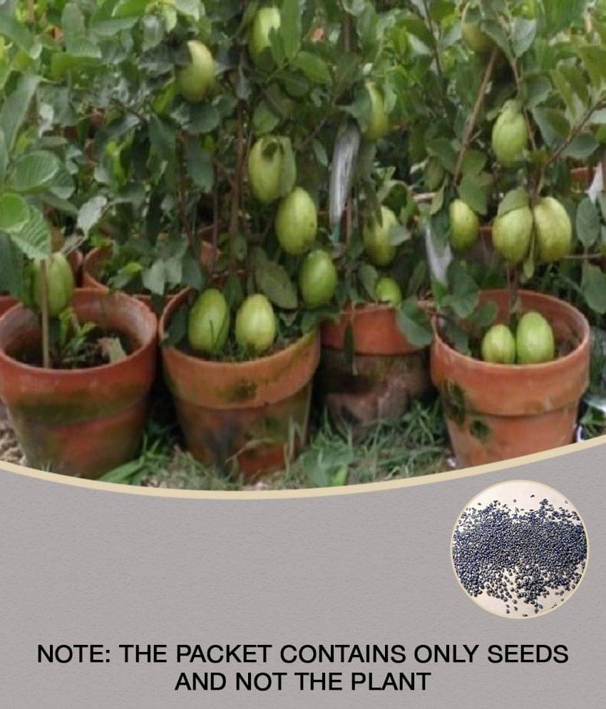     			Golden hill guvava seeds 100 seeds with growing cocopeat