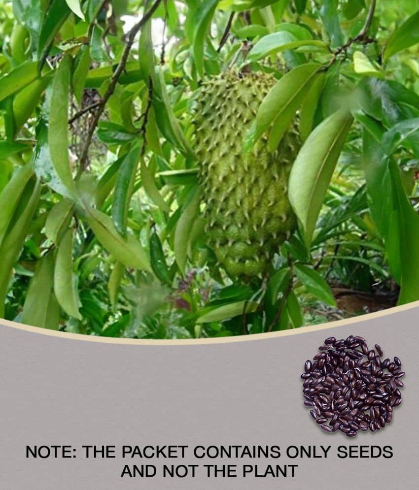 Azalea Gardens Soursop Seeds, Annona muricata, Prickly Custard Apple, Fruit Seeds - 20 seeds