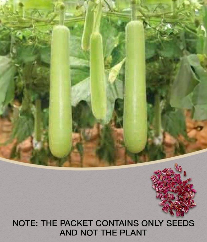 BOTTLE GOURD LONG ORGANIC F1 HYBRID SEEDS (LIVE GREEN) BOTTLE GOURD LONG ORGANIC F1 HYBRID SEEDS (LIVE GREEN)