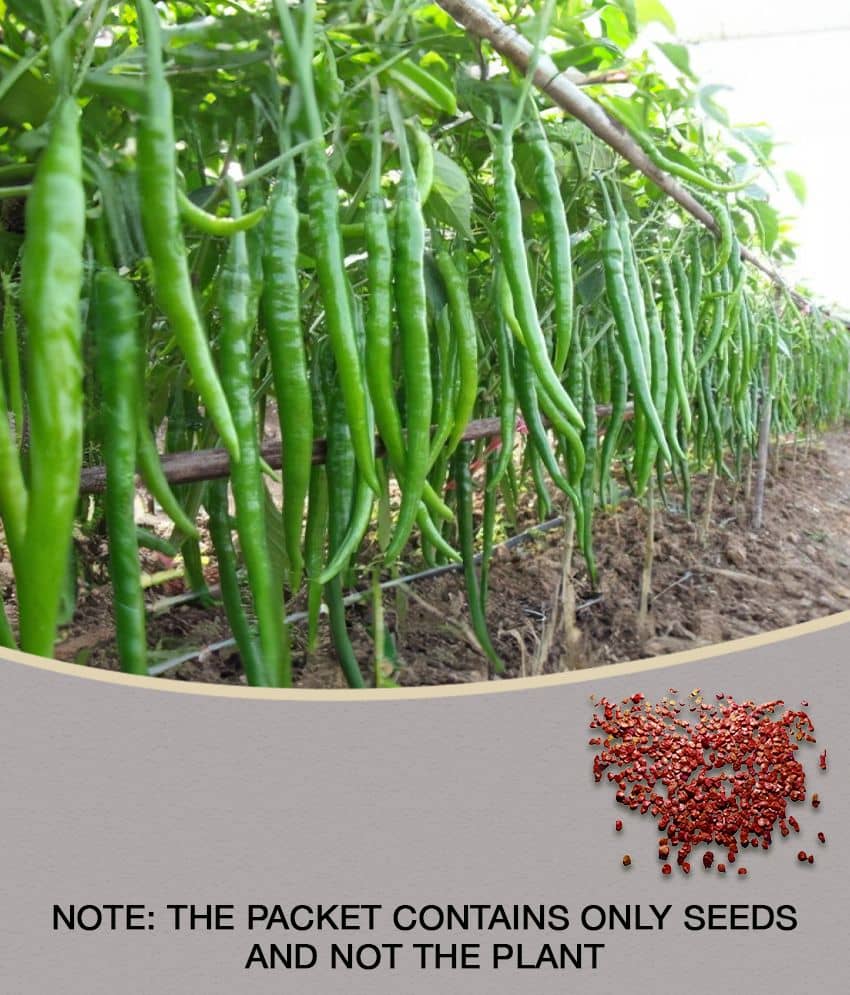 HOT CHILLI PEPPER DESIRE SEED (PACK OF 50 SEED X 1 PER PKTS)