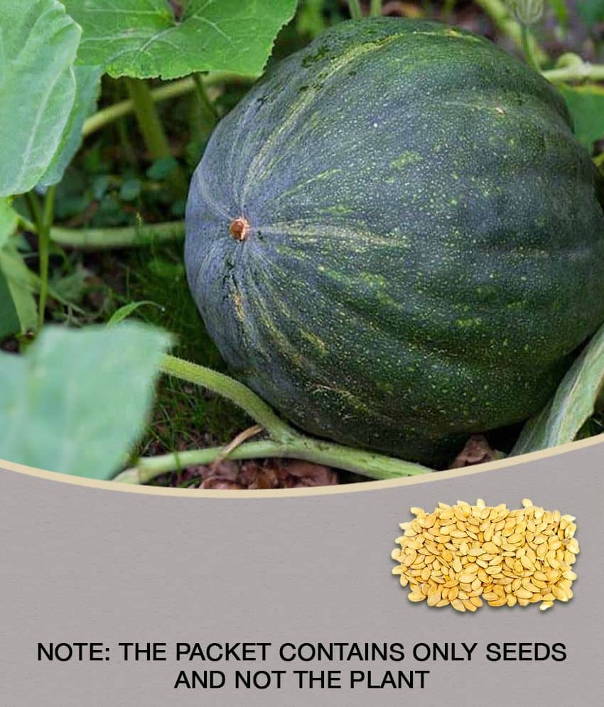 Pumpkin plants seeds