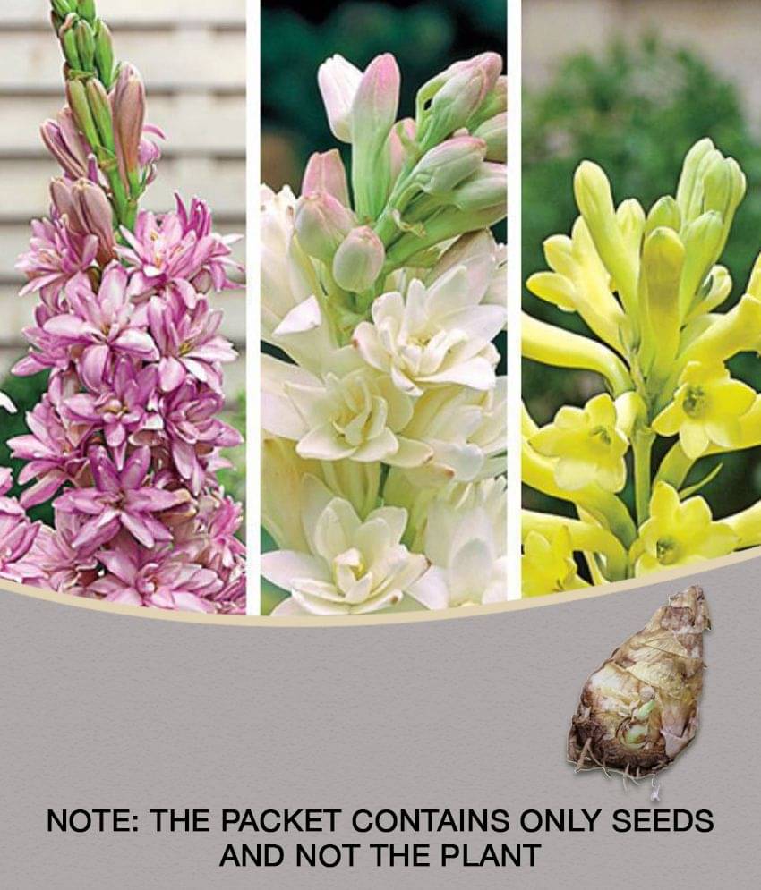     			Garden Rajnigandha Double Flowering Fragrant Polianthes Tube rose Flower Bulbs/Seeds ( mix - 3 Bulbs )