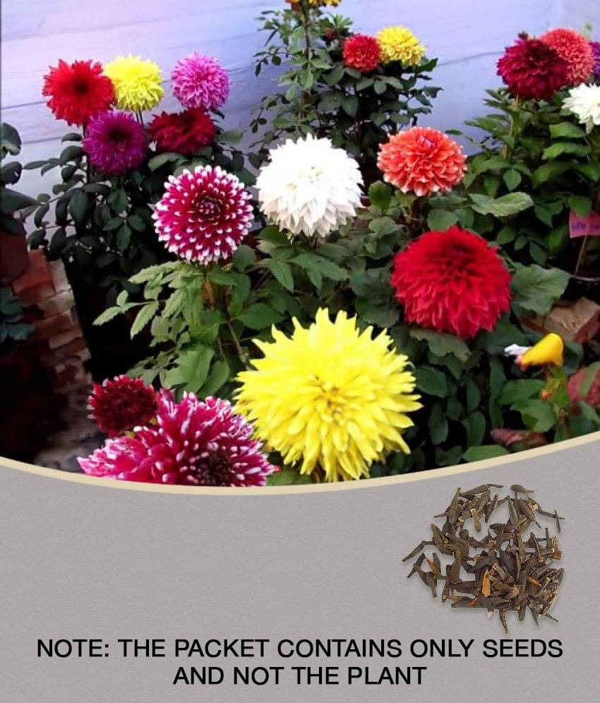 MIX COLOR PREMIUM DAHLIA FLOWER 100 SEEDS COMBO PACK MORE THAN 5 COLOR PLANT SEEDS WITH FREE GIFT COCO PEAT AND USER MANUAL FOR HOME GARDENING MIX COLOR PREMIUM DAHLIA FLOWER 100 SEEDS COMBO PACK MORE THAN 5 COLOR PLANT SEEDS WITH FREE GIFT COCO PEAT AND USER MANUAL FOR HOME GARDENING