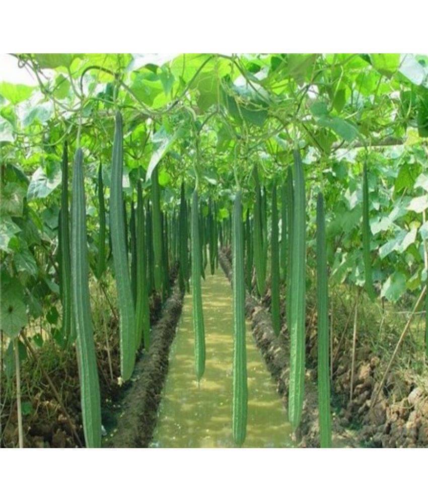 Ridge Gourd torai dhardar 20 seeds high germination seeds with instruction manual     			Ridge Gourd torai dhardar 20 seeds high germination seeds with instruction manual