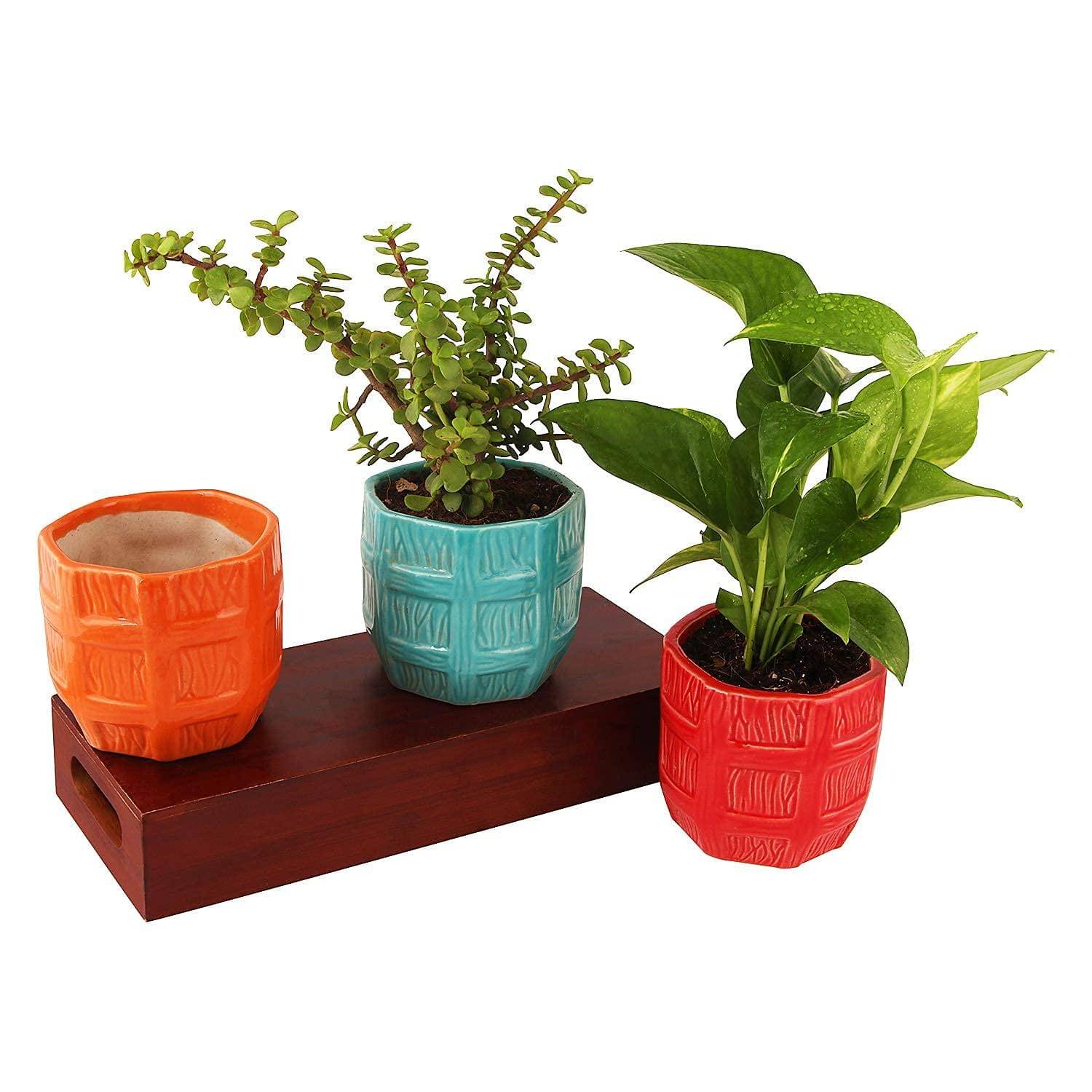     			Leafy Tales Multicolor Ceramic Ceramic Planters ( Pack of 3 )