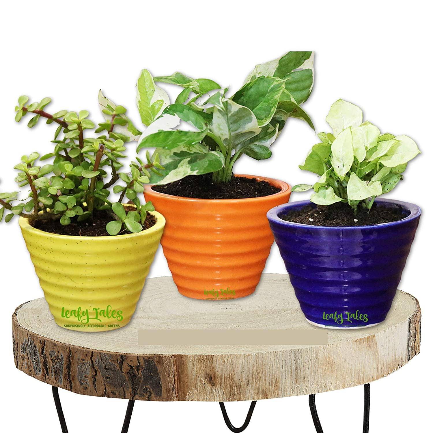     			Leafy Tales Multicolor Ceramic Ceramic Planters ( Pack of 3 )