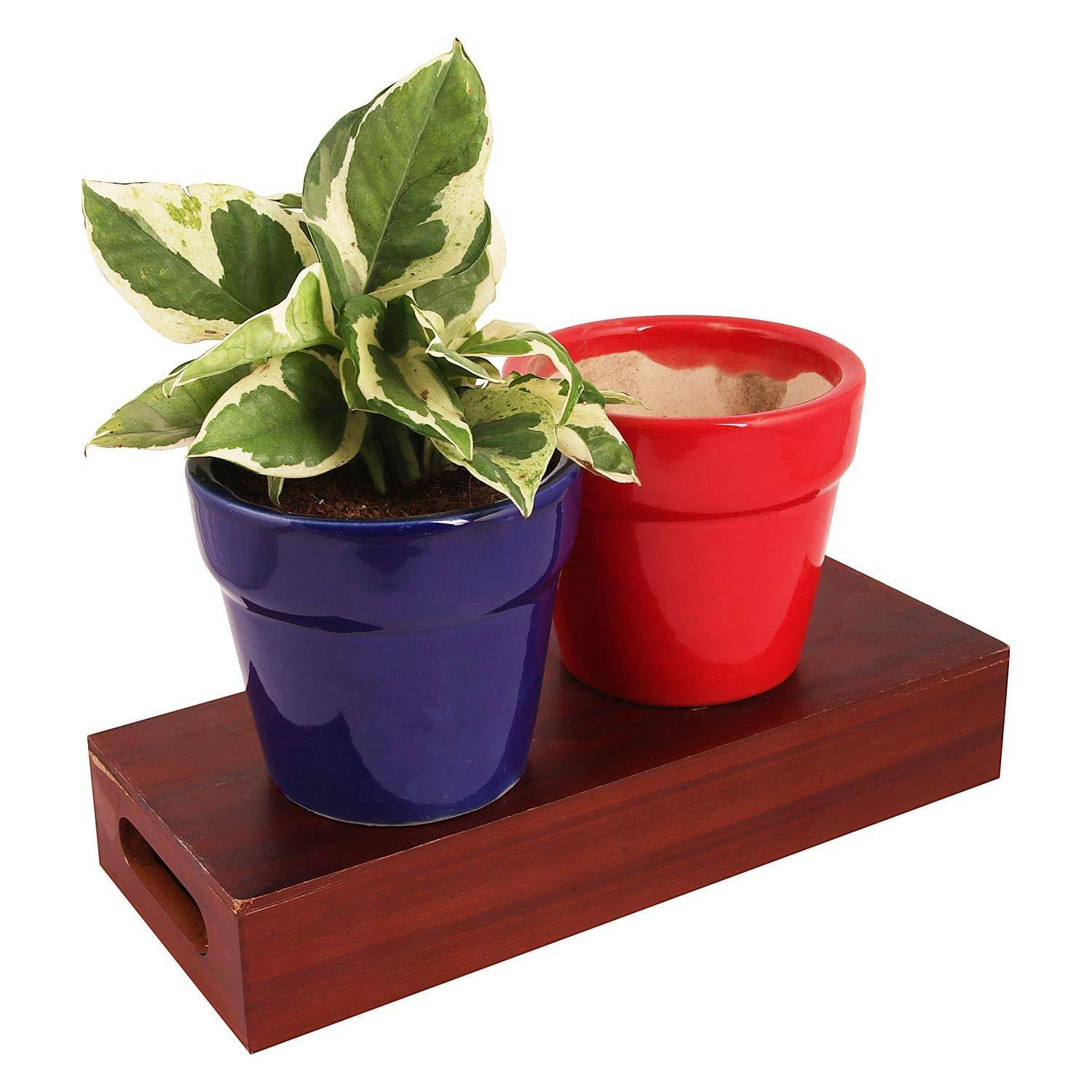     			Leafy Tales Multicolor Ceramic Ceramic Planters ( Pack of 2 )