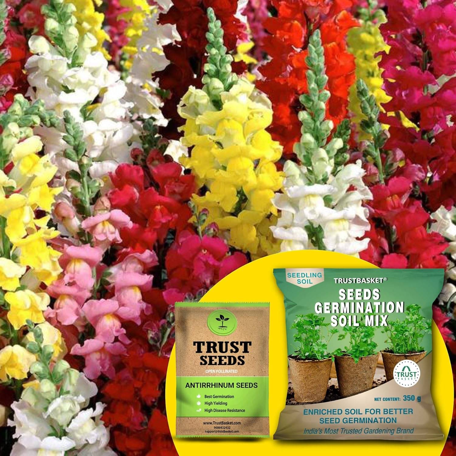     			TrustBasket Antirrhinum Seeds (OP) with Free Germination Potting Soil Mix (20 Seeds)