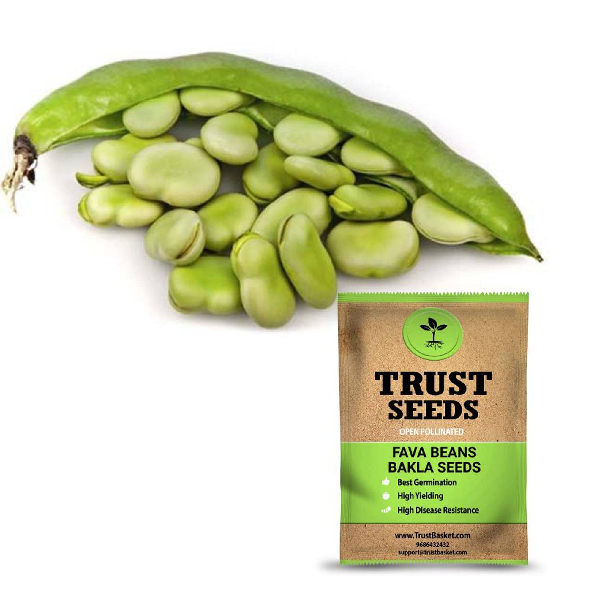     			TrustBasket Fava Beans Bakla Seeds Open Pollinated (15 Seeds)