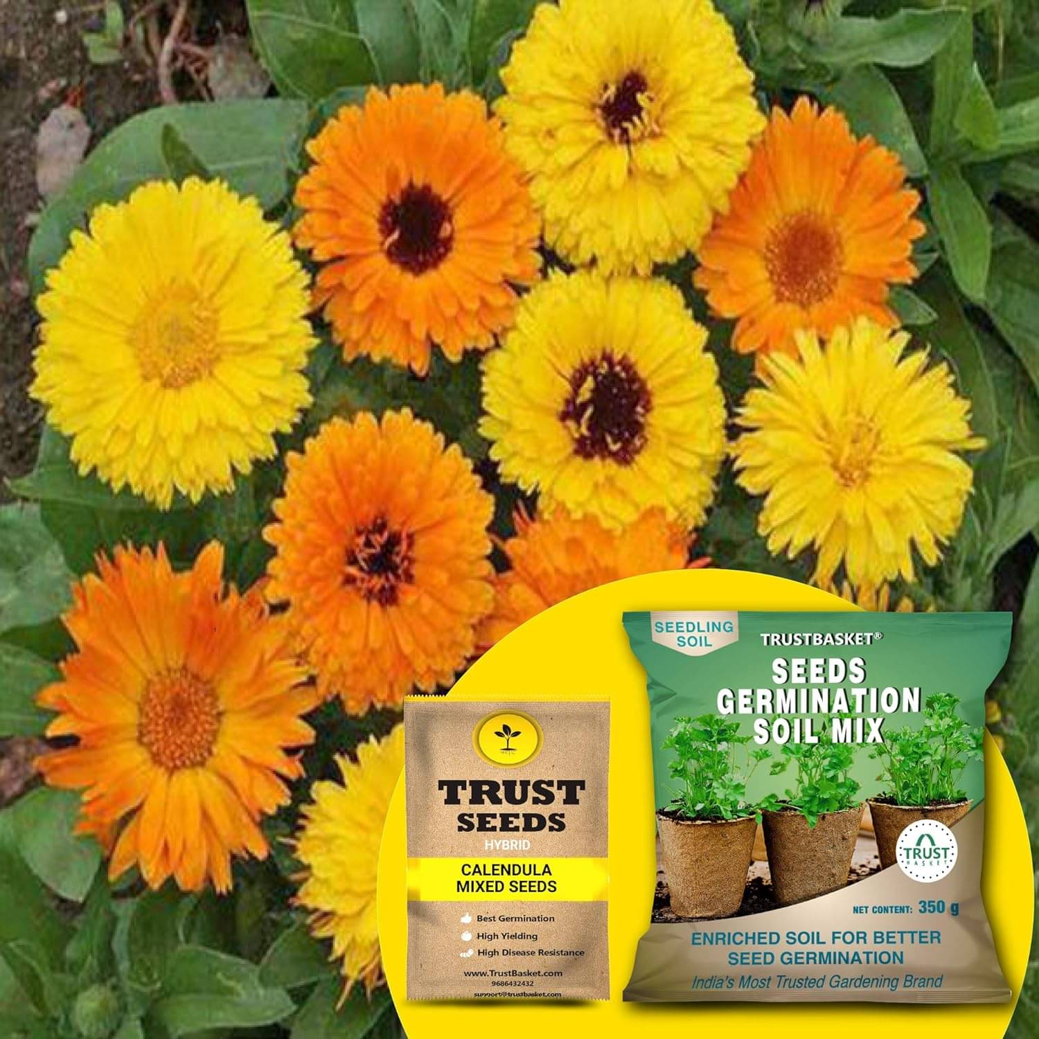     			TrustBasket Calendula Mixed Seeds (Hybrid) with Free Germination Potting Soil Mix (20 Seeds)