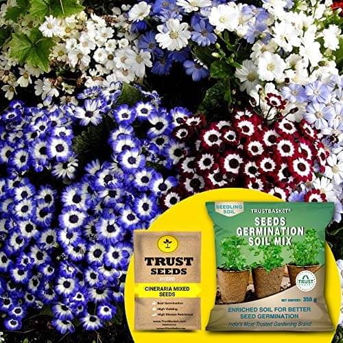     			TrustBasket Cineraria Mixed Seeds (Hybrid) with Free Germination Potting Soil Mix (20 Seeds)