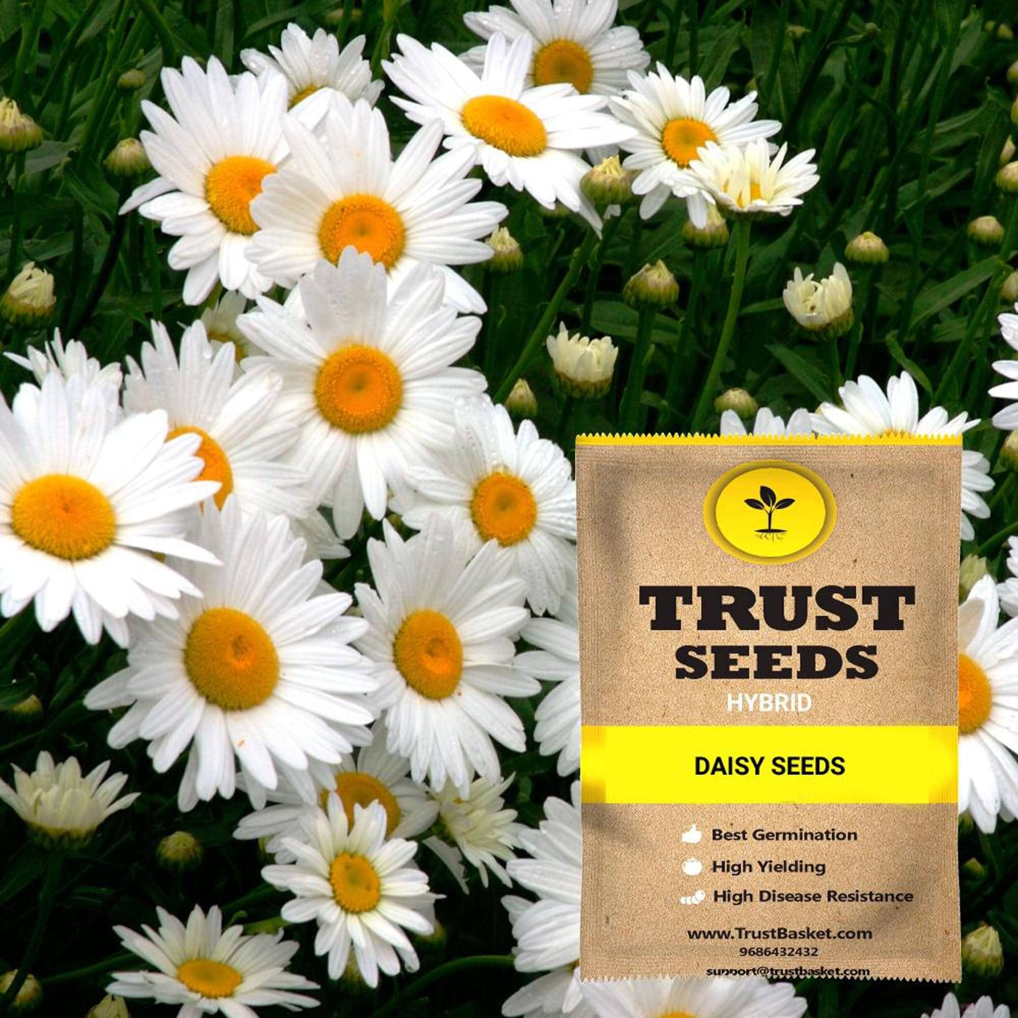     			TrustBasket Daisy Flower Seeds Hybrid (15 Seeds)