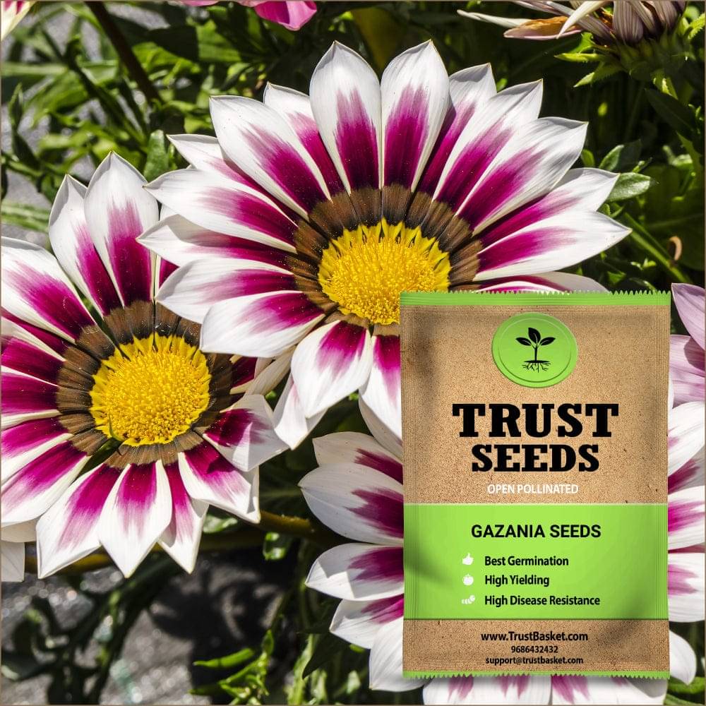     			TrustBasket Gazania Flower Seeds Open Pollinated (15 Seeds)