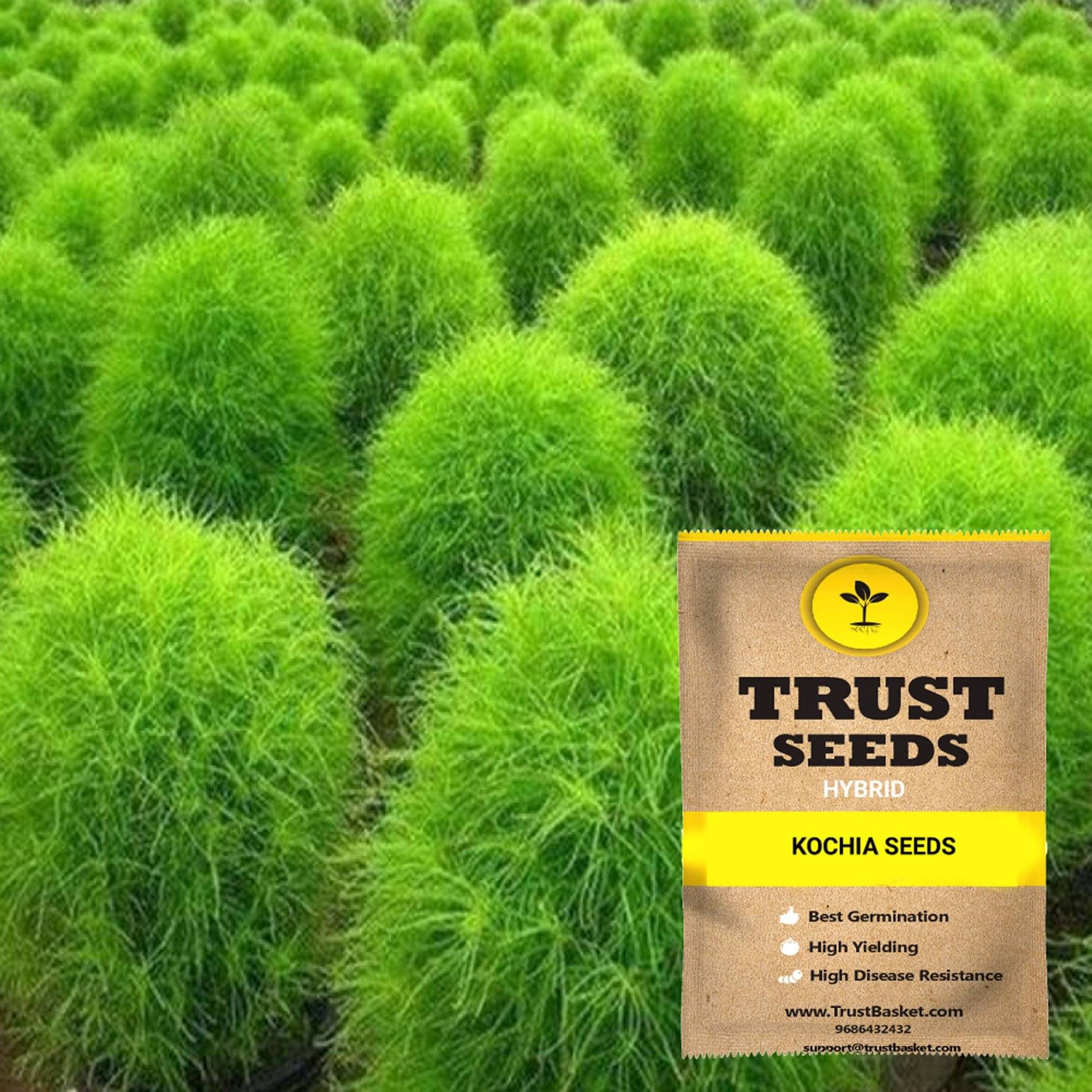     			TrustBasket Kochia Flowers Seeds Hybrid (15 Seeds)