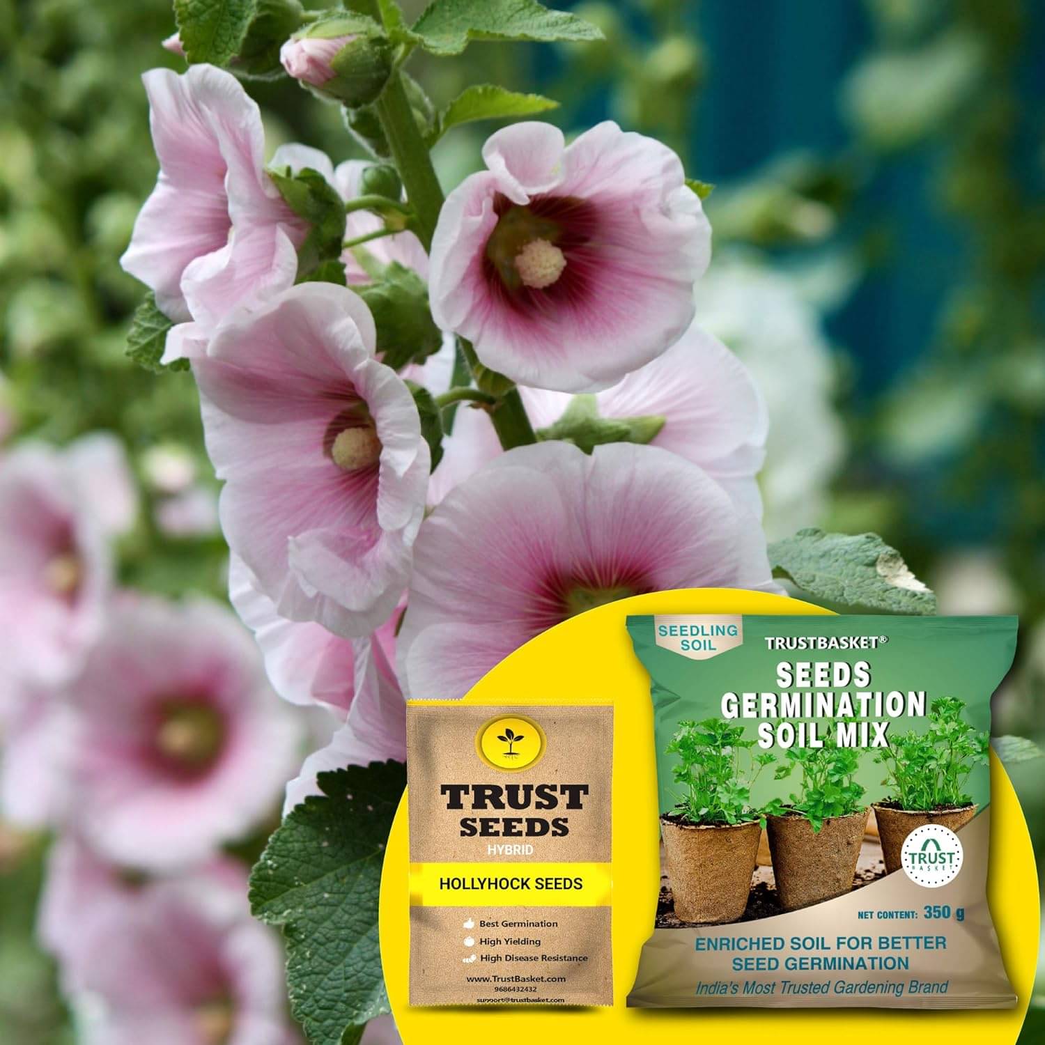     			TrustBasket Hollyhock Seeds (Hybrid) with Free Germination Potting Soil Mix (20 Seeds)