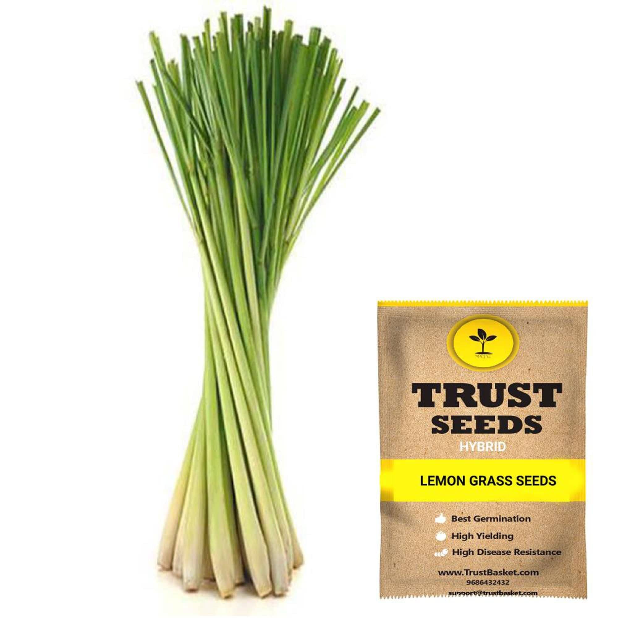    			TrustBasket Lemon Grass Seeds Hybrid (15 Seeds)