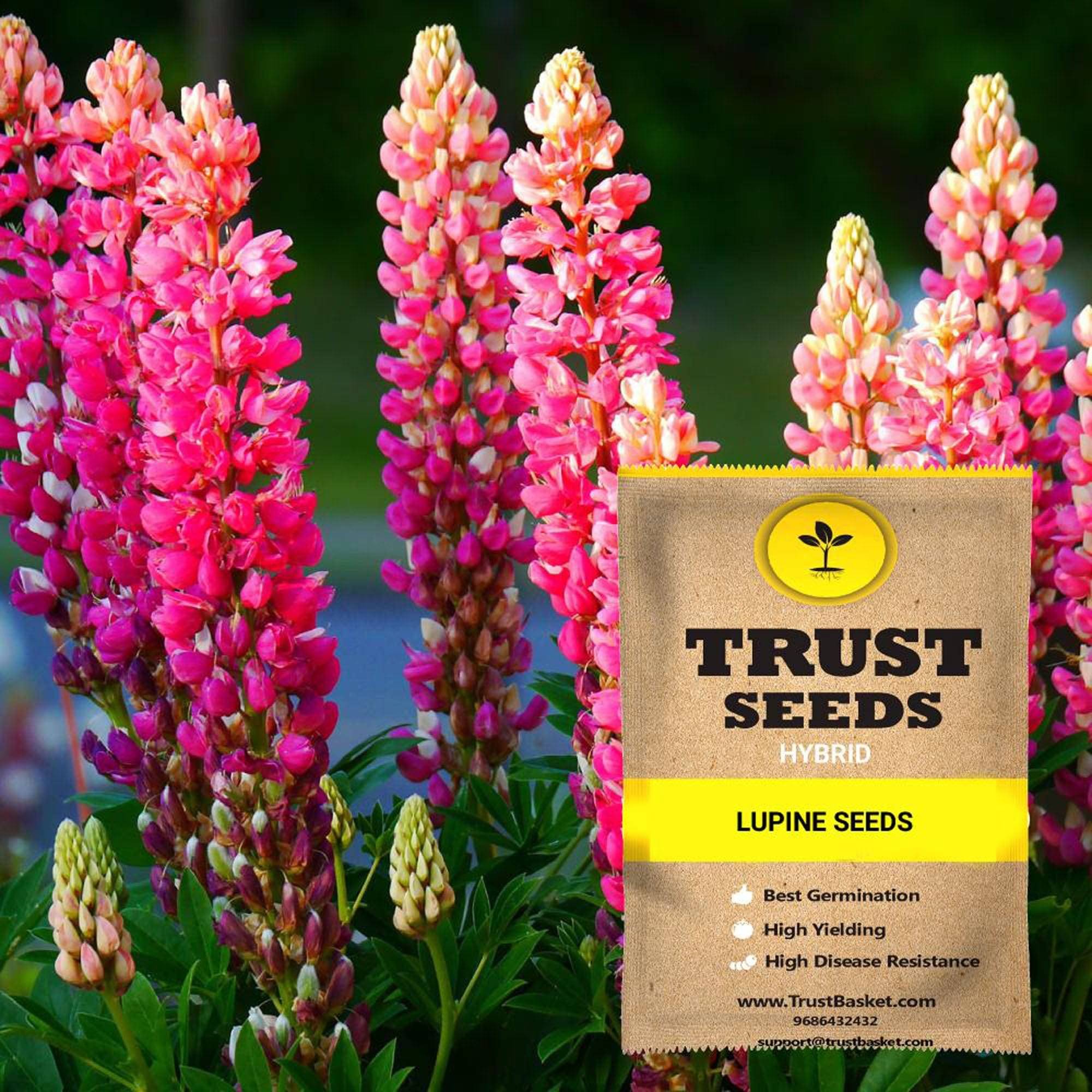     			TrustBasket Lupine Flower Seeds Hybrid (15 Seeds)