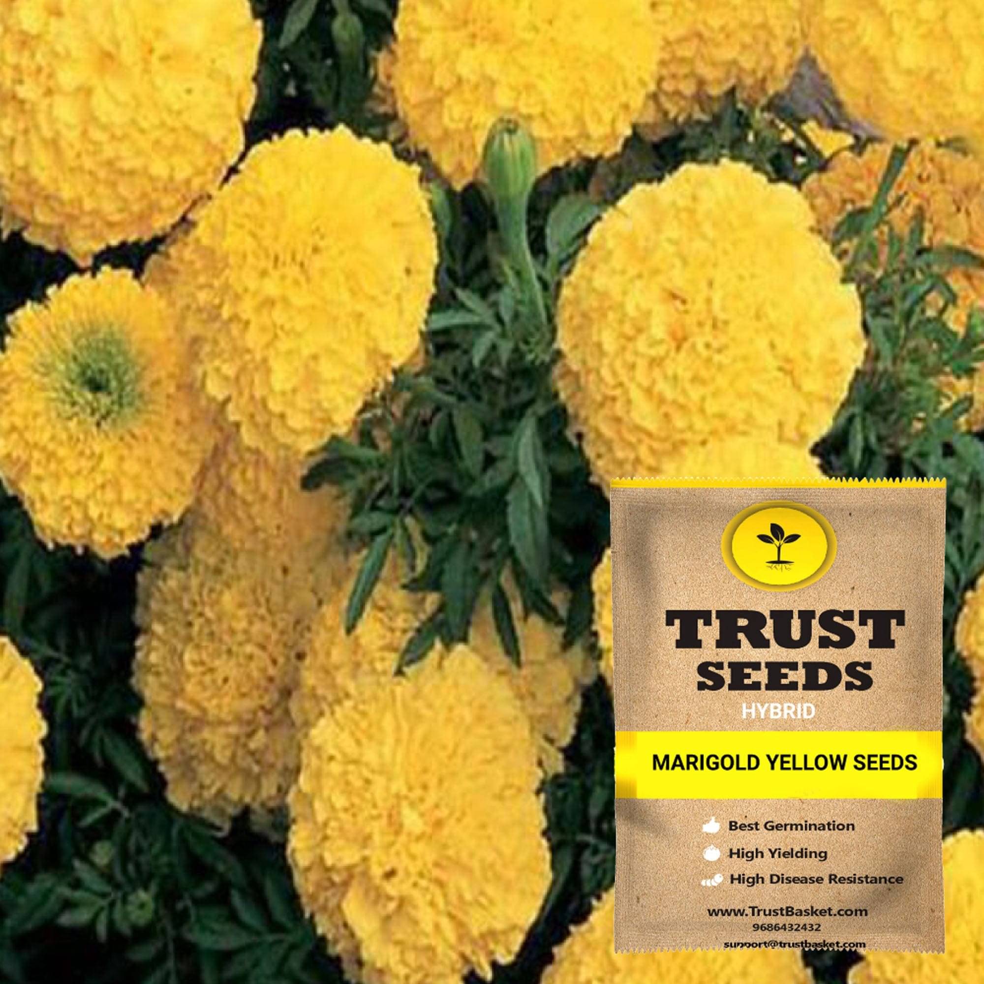     			TrustBasket Marigold Yellow Flowers Seeds GMO Free (15 Seeds)