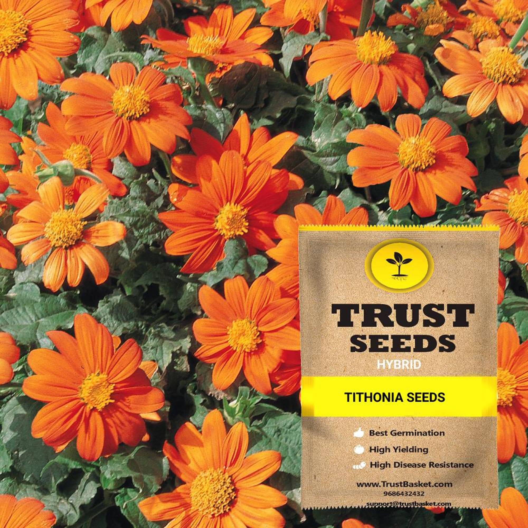     			TrustBasket Tithonia Flower Seeds Hybrid (15 Seeds)