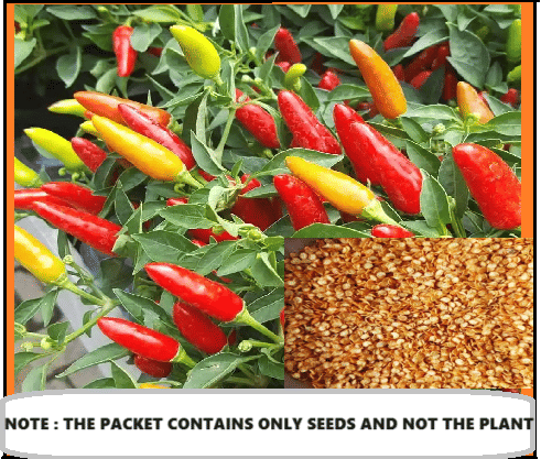 SEEDS EVOLUTION Red chilli Vegetable ( 50 Seeds ) SEEDS EVOLUTION Red chilli Vegetable ( 50 Seeds )