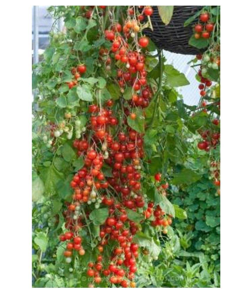     			grow n know Cherry Tomato Vegetable ( 40 Seeds )