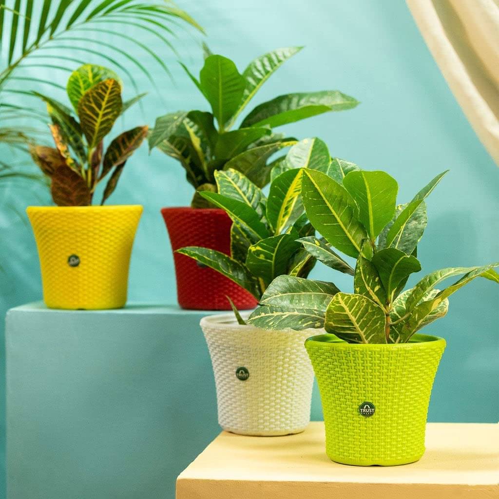     			TrustBasket Helix Pot 7-inch Table Top Planter Pot (Pack of 4)