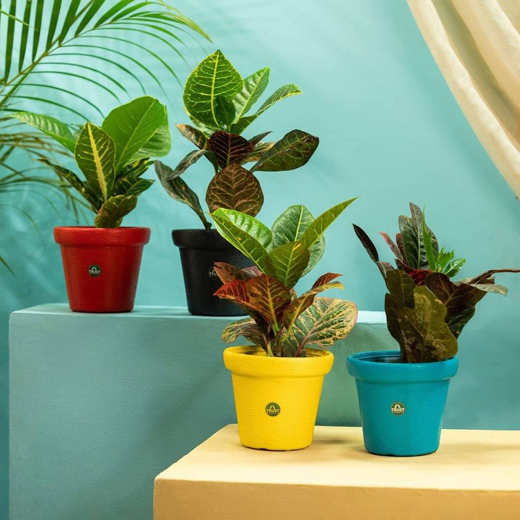     			TrustBasket Crown Pot | 8 inch Table Top Planter Pot (Pack of 4)
