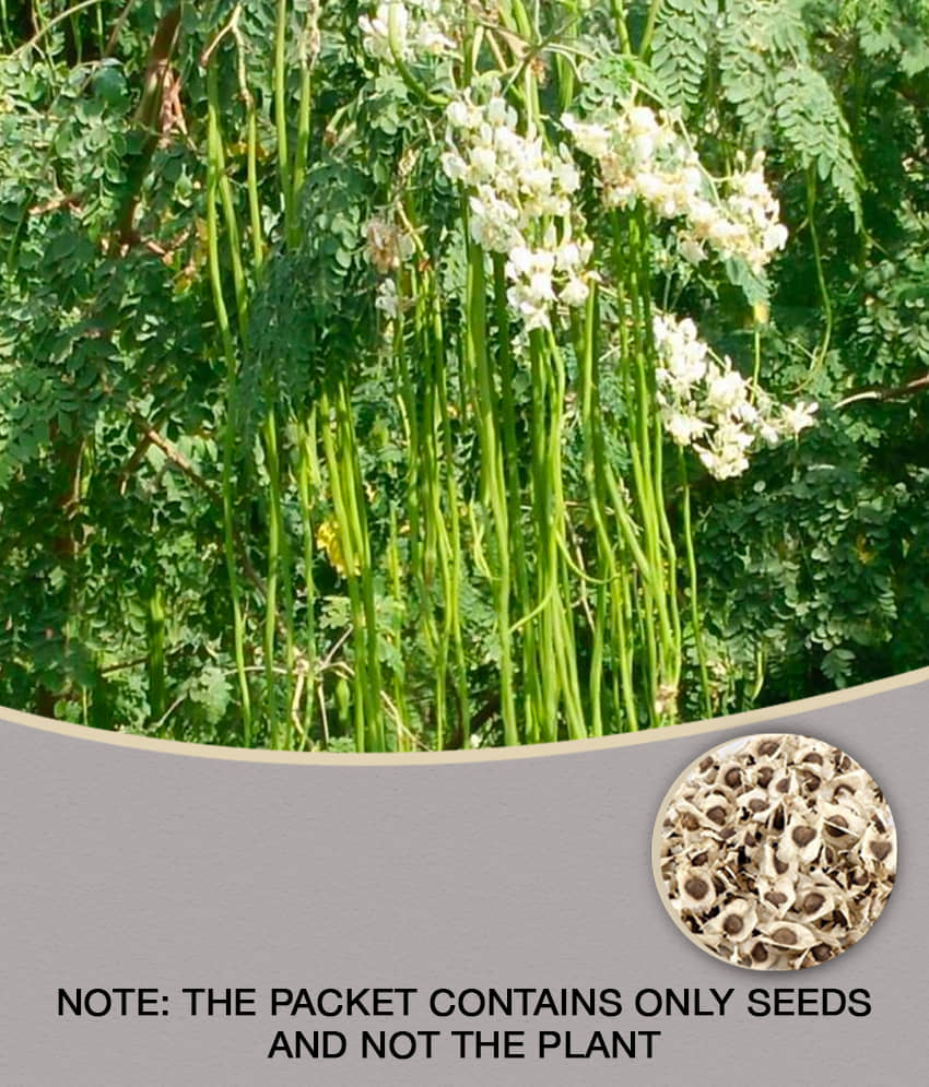 ROYAL PARADISE GARDEN PKM1 Rare Moringa oleifera Long Drumstick High Yielding 20 Seeds