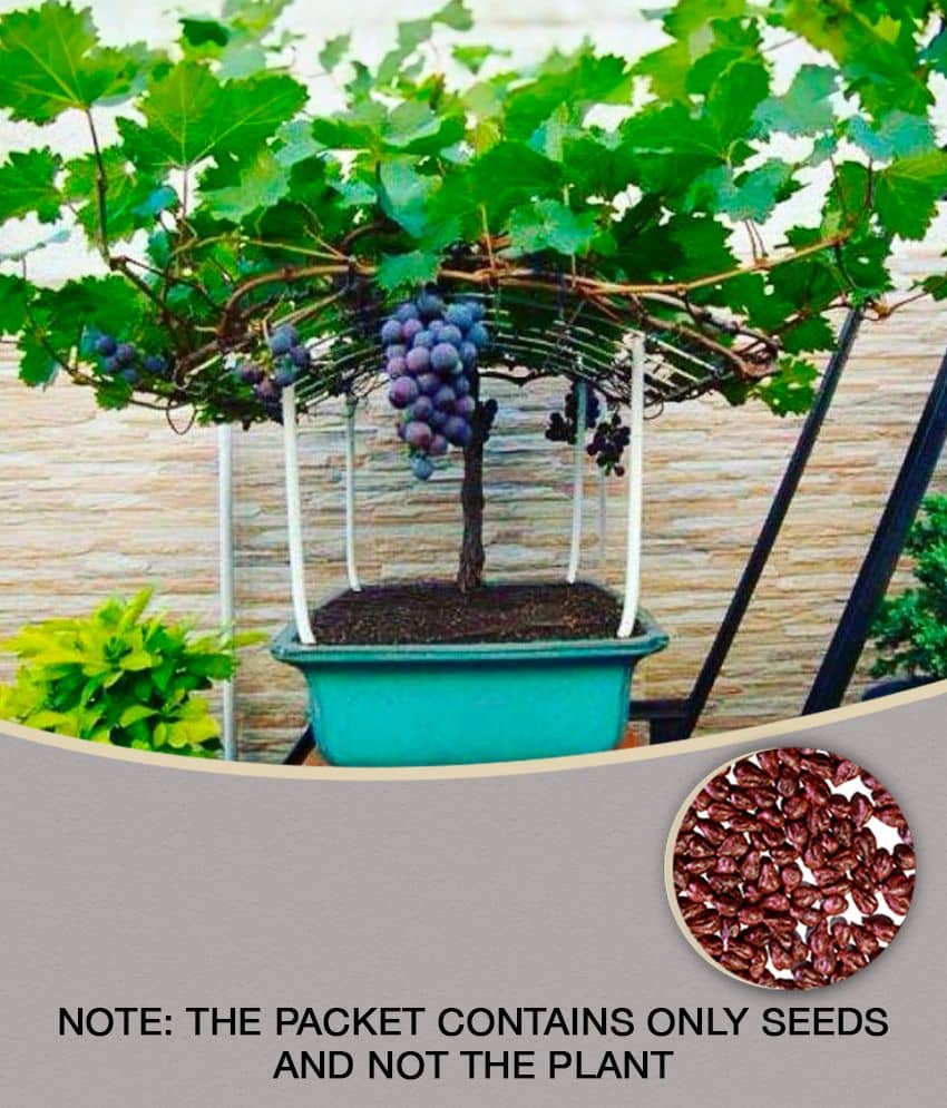 homeagro - Black Grape Fruit ( 20 Seeds )