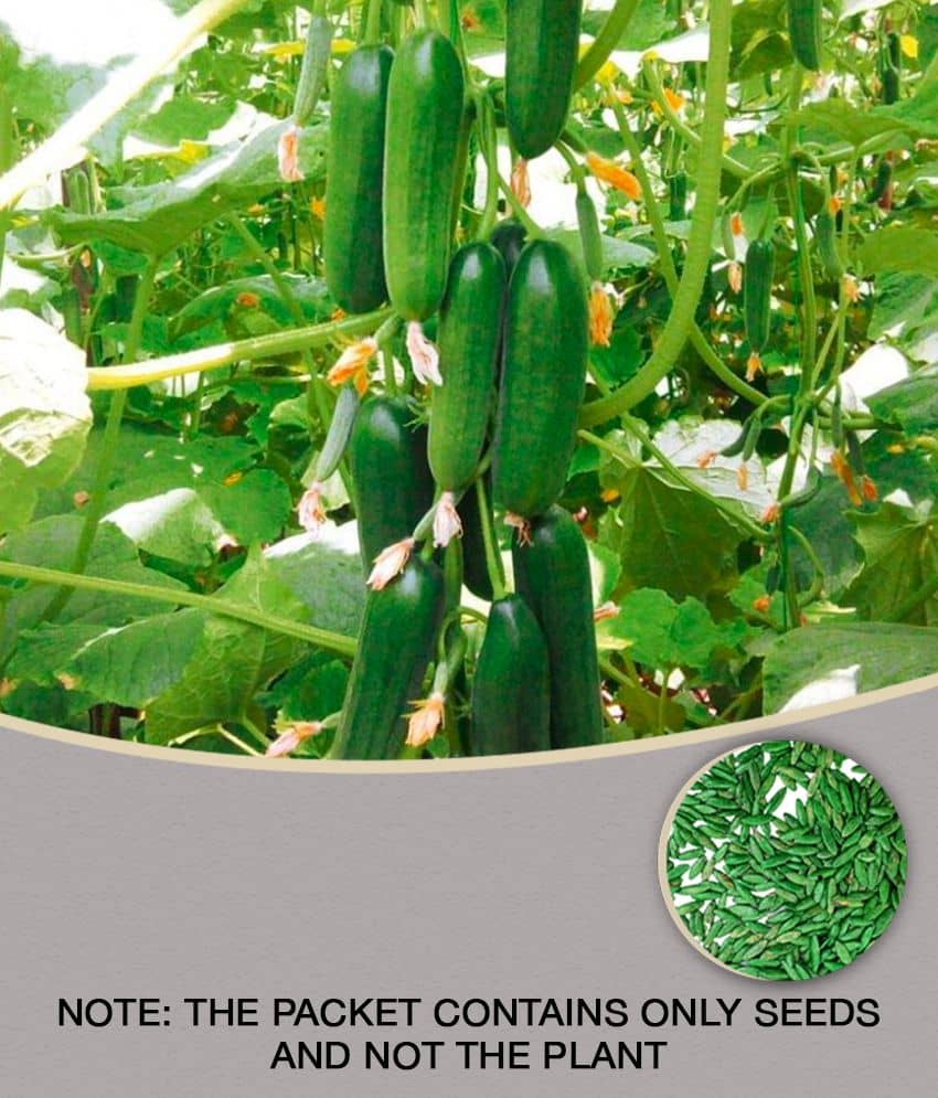 Cucumber seeds for home gardening ( 50 seed )
