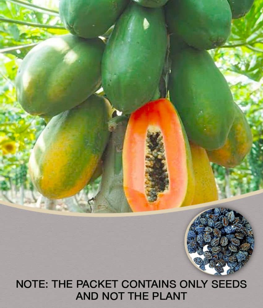 Papaya Seeds thai big red Variety Dwarf Fruit | Pack of 50 seeds