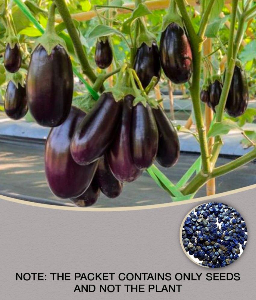 100 % Original Hybrid Brinjal Black Beauty Seeds 100 % Original Hybrid Brinjal Black Beauty Seeds