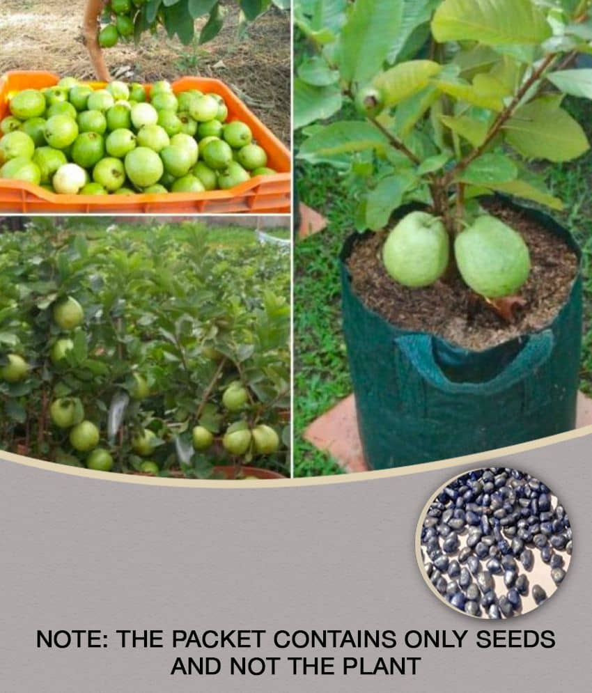 Golden Hills Farm Dwarf Sweet White Guava/Psidium guajava Fast Growing 100 seeds with cocopeat
