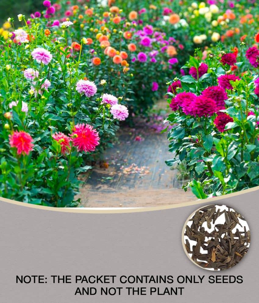 homeagro - Dahlia Mixed Flower ( 25 Seeds )