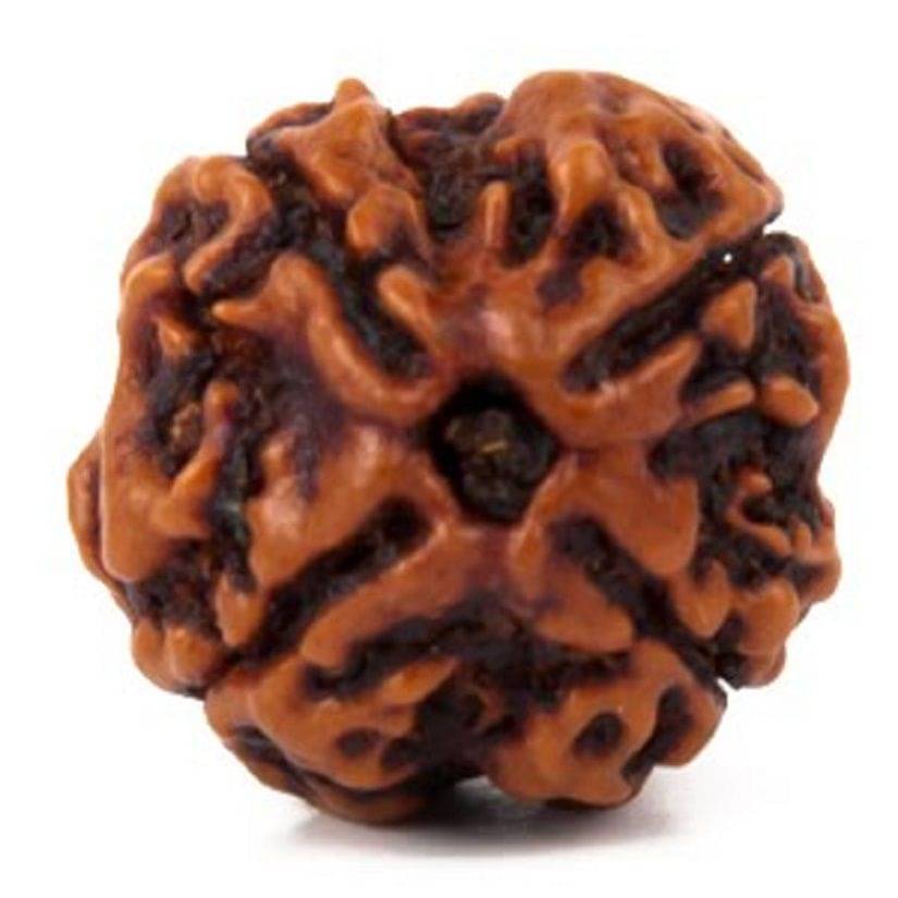 NIVARAN 4 Mukhi Rudraksha Pendant With Thread ( Pack of 1 ) NIVARAN 4 Mukhi Rudraksha Pendant With Thread ( Pack of 1 )