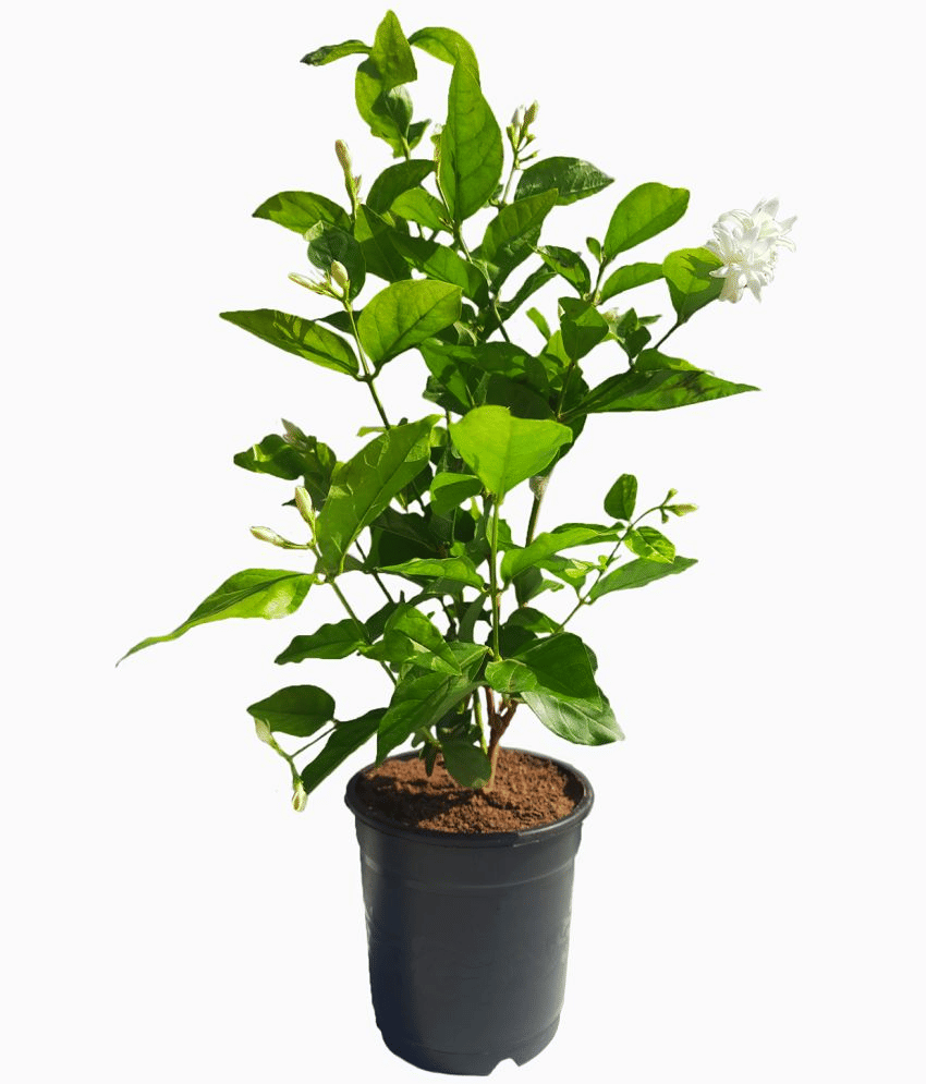     			HN Organics Outdoor Flower Plant ( Pack of 1 )