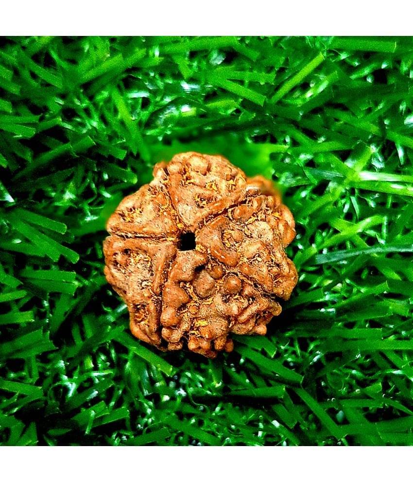 CHANDRABHAN JI (CBJ) 5 Mukhi Rudraksha Bead ( Pack of 1 ) CHANDRABHAN JI (CBJ) 5 Mukhi Rudraksha Bead ( Pack of 1 )